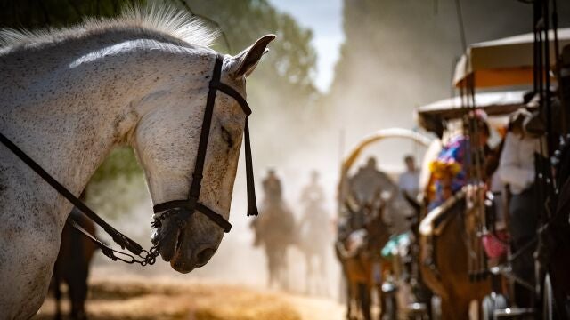 Un grupo de romeros acompaña al Simpecado de la Hermandad de Rociana del Condado (Huelva) en el camino a aldea almonteña de El Rocío (Huelva) este jueves. 