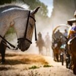 Un grupo de romeros acompaña al Simpecado de la Hermandad de Rociana del Condado (Huelva) en el camino a aldea almonteña de El Rocío (Huelva) este jueves. 