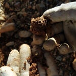 El escarabajo de la trufa afecta al aspecto externo de este cultivo