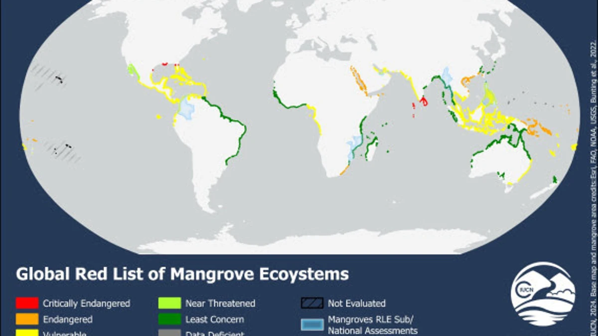 La mitad de los manglares, en riesgo de colapsar: por qué es clave protegerlos para mitigar el cambio climático