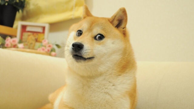 Muere un meme de Internet: el perro Shiba Inu del meme Doge.