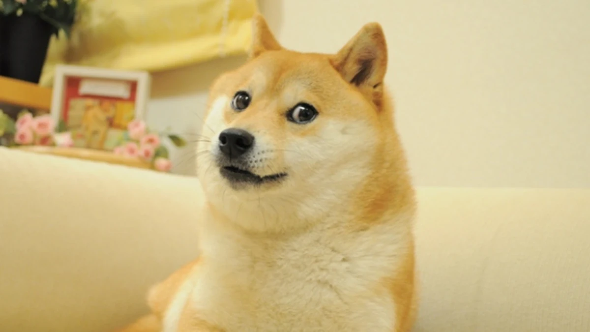 Muere un meme de Internet: el perro Shiba Inu del meme Doge