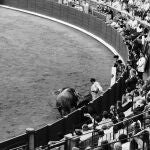 «Tontos, por muy tontos que nos pongamos con el tema, los hay, también en las plazas de toros, y nadie debe considerarse excluido»