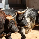 Estos son los impresionantes toros para el la primera actuación de Roca Rey este año en Las Ventas