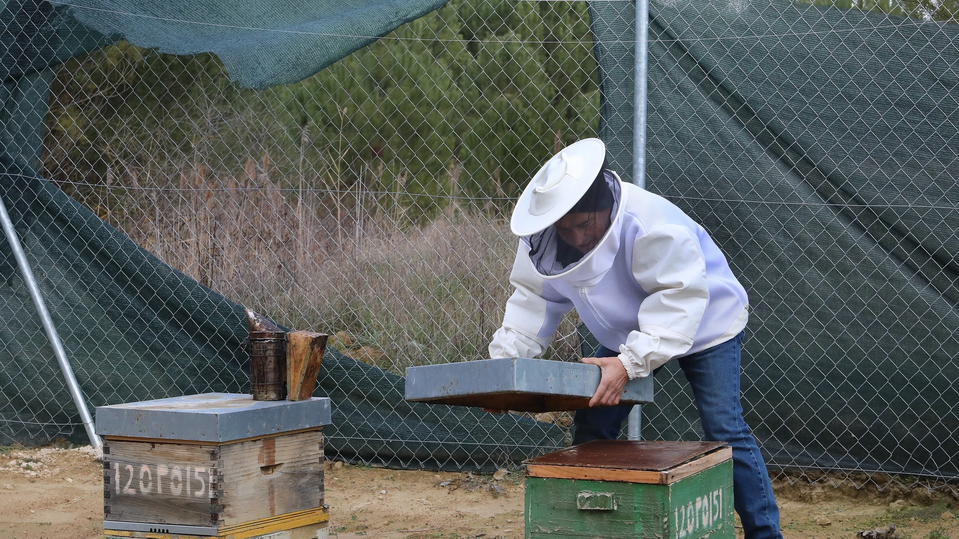 El presidente de la asociación palentina de apicultores, Julián Caballero, en una de sus colmenas