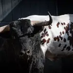 Estos son los imponentes toros para el estreno de Daniel Luque en la feria