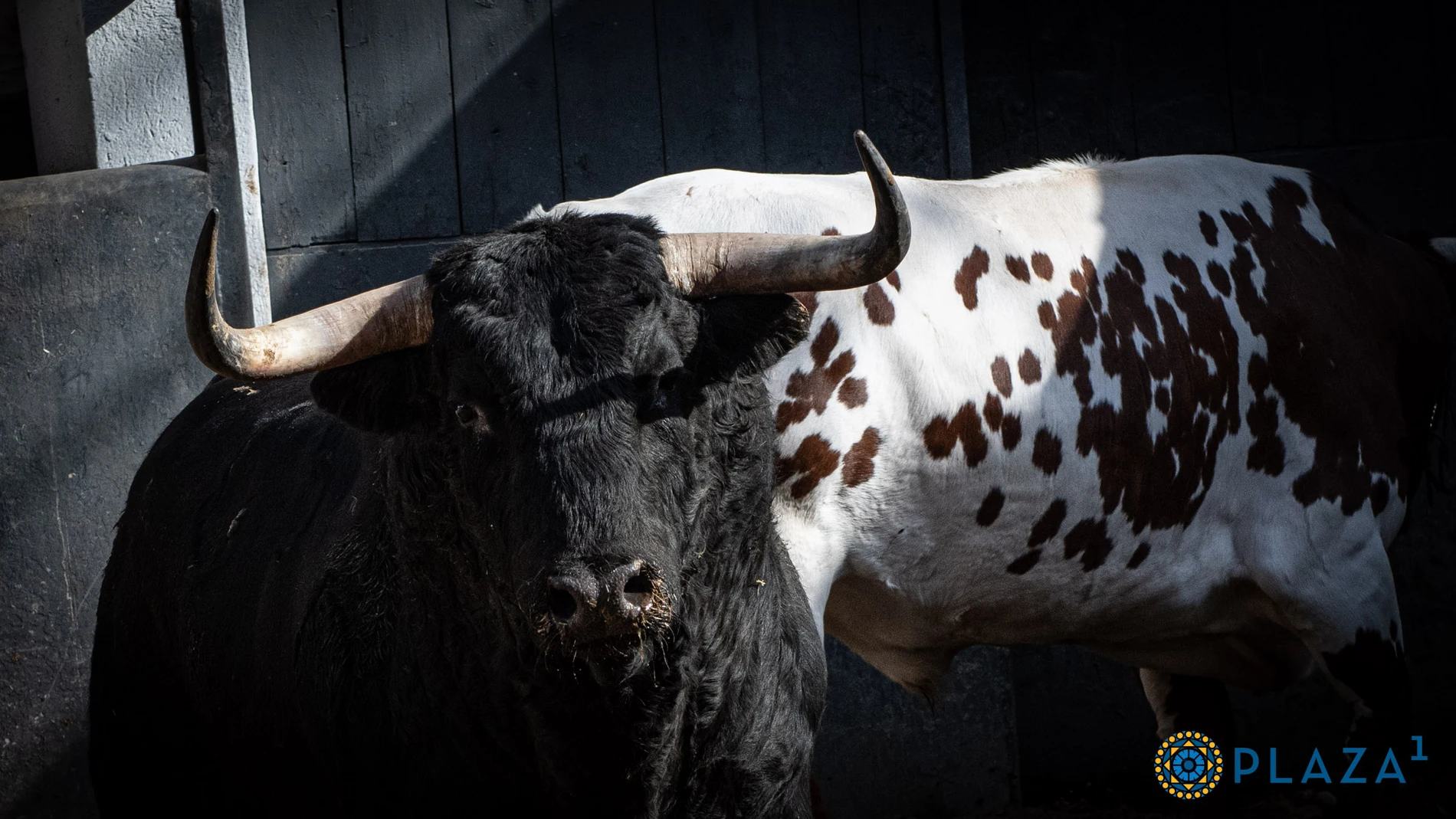 Estos son los imponentes toros para el estreno de Daniel Luque en la feria