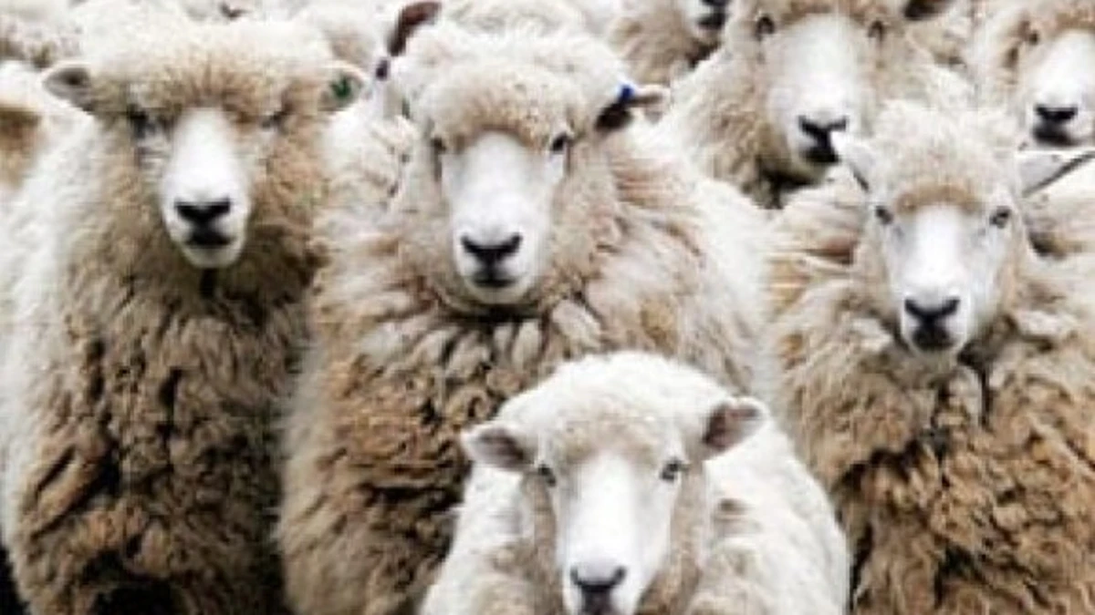 Parlamentarios piden la dimisión del ministro de Agricultura de Marruecos por los altos precios de los corderos