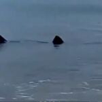 Avistan un tiburón de cuatro metros a escasos metros de la playa de Zarautz, Guipúzcoa