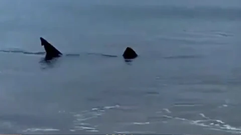 Avistan un tiburón de cuatro metros a escasos metros de la playa de Zarautz, Guipúzcoa