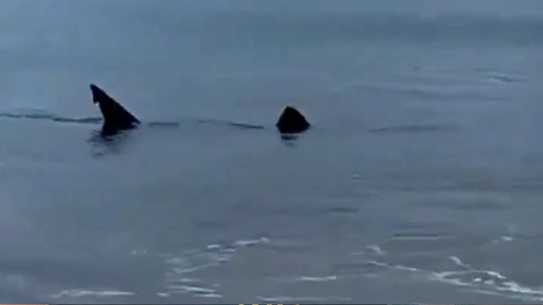 Avistan un tiburón de cuatro metros a escasos metros de la playa de Zarautz, Guipúzcoa