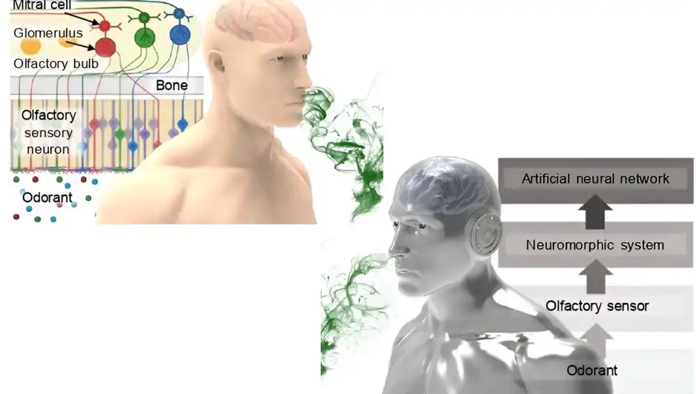 Similitudes entre el sistema olfativo humano y el creado por los científicos