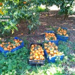 Valencia.-Sucesos.- Doce detenidos acusados del robo de 163 toneladas de naranjas en varias comarcas de la Comunitat