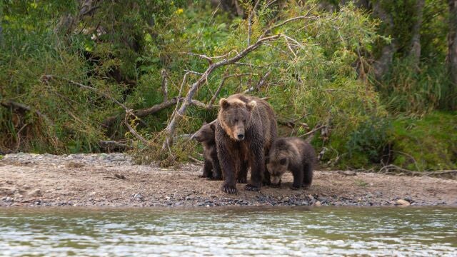  El oso pardo