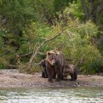  El oso pardo