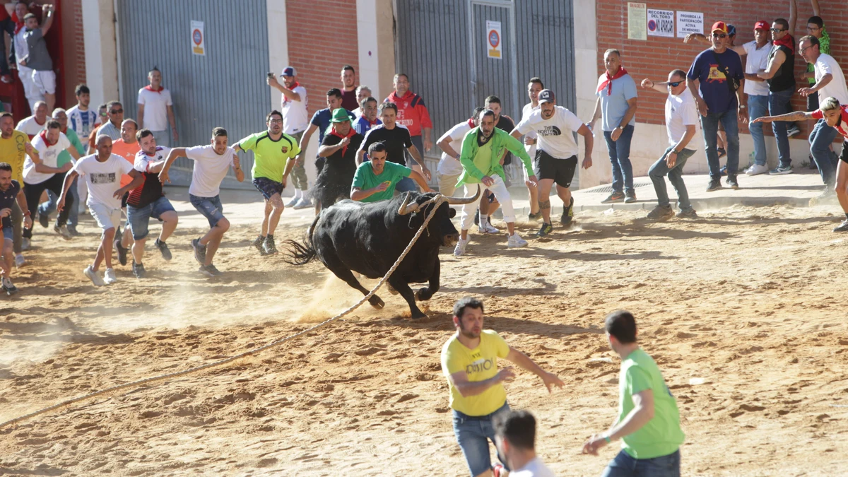 El Toro Enmaromado de 2024 cubre en 58 minutos un recorrido acortado por las calles de Benavente (Zamora)