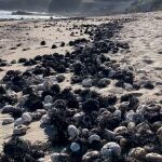 Erizos muertos en las costas de la Isla Reunión. 