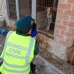 Investigan a un hombre por el abandono de cuatro podencos de los que murieron tres