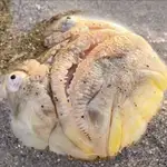 Estos peculiares peces se entierran en la arena con solo la cabeza expuesta
