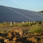Un zorro en el parque solar «Campo Arañuelo III» de Iberdrola, en Romangordo, Cáceres