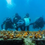 Un equipo durante el rescate de colonias de corales