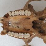 Dentición completa del mono, mostrando molares que pueden ser utilizados para la calibración de los escaneos Micro-CT/Ian Towle