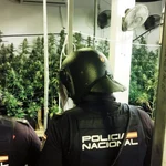 Desarticulan una peligrosa banda europea dedicada al cultivo intensivo de marihuana en Albacete