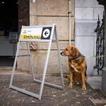 The Netherlands votes in European Elections