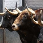 Estos son los impresinantes toros de Victoriano del Río para la Corrida de la Cultura