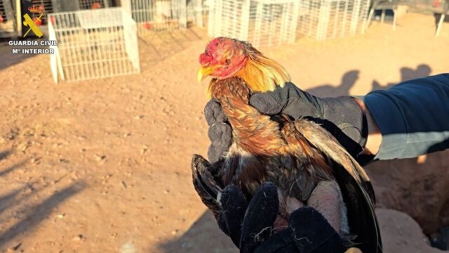 Valencia.- Sucesos.- Localizados más de un centenar de animales con síntomas de maltrato en una vivienda en Bétera