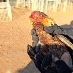 Valencia.- Sucesos.- Localizados más de un centenar de animales con síntomas de maltrato en una vivienda en Bétera