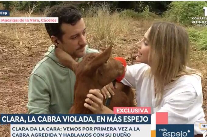 Clara la cabra violada regregra con su dueño en Cáceres: "puede que necesite ayuda psicológica"