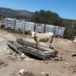 Unas vacas en una granja de Morella 