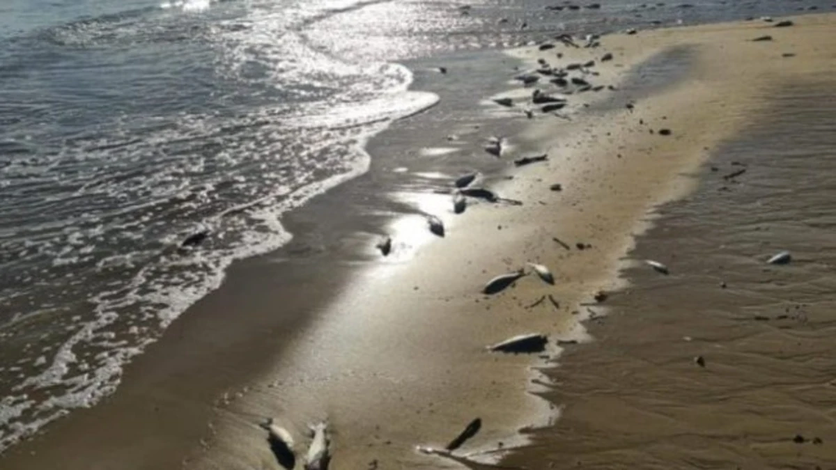 Miles de anchoas aparecen muertas en la costa de Sidi Ifni, en Marruecos
