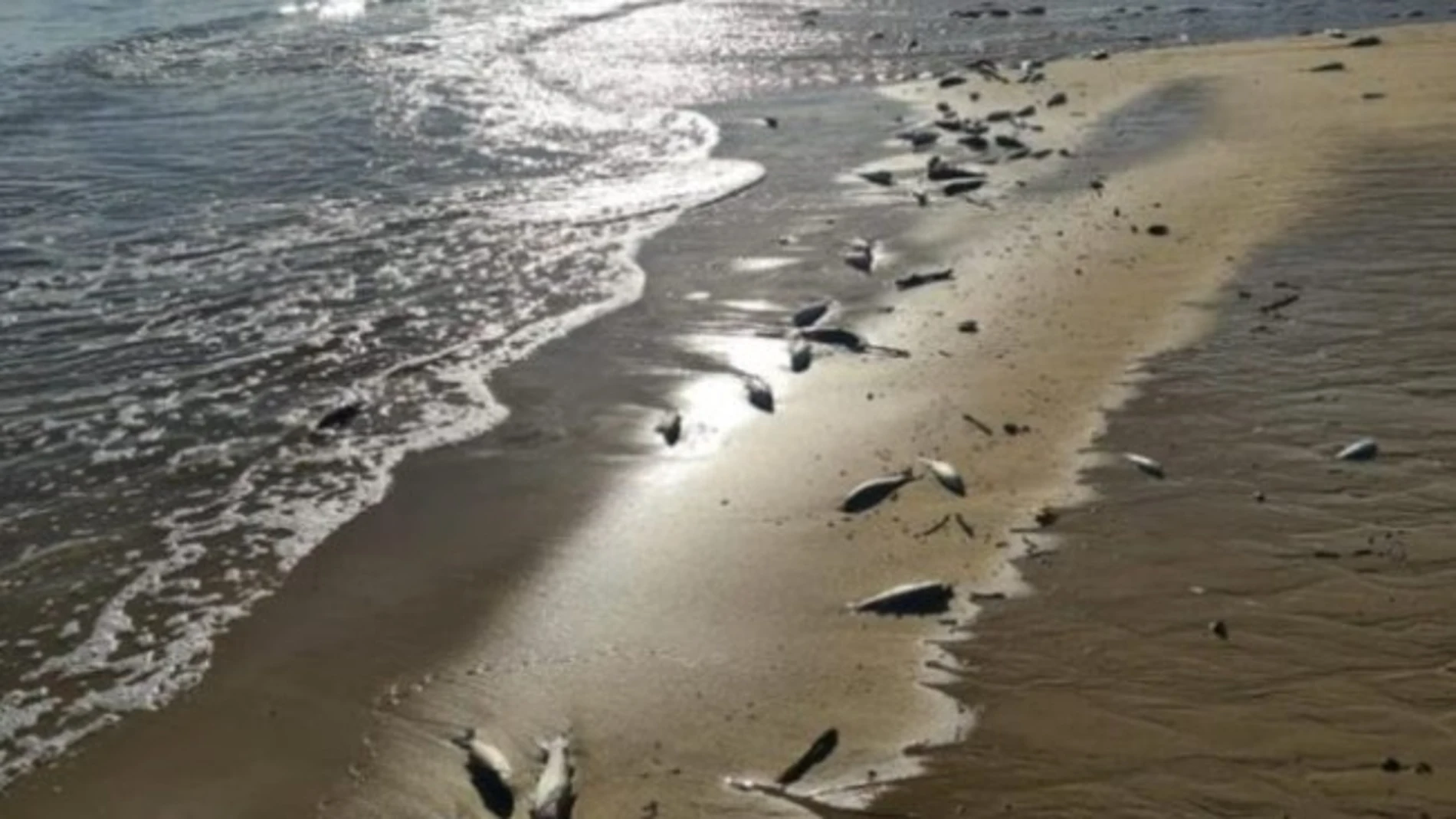 Imagen de los peces muertos