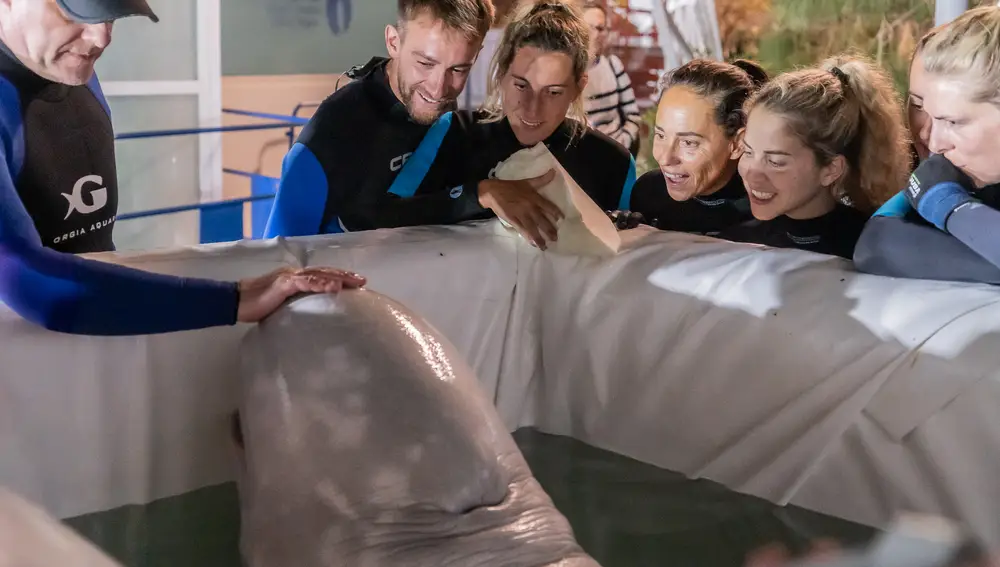 Los cuidadores del Oceanogràfic de Valencia con una de las belugas procedentes de Ucrania