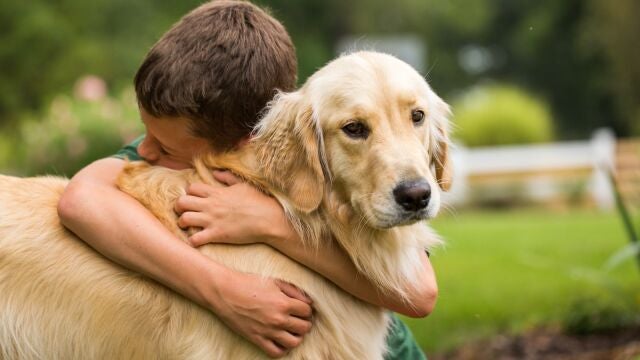 Expertos veterinarios advierten sobre los peligros de los parásitos en otoño