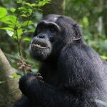 Un chimpancé alimentándose de bayas de Ficus exasperata.