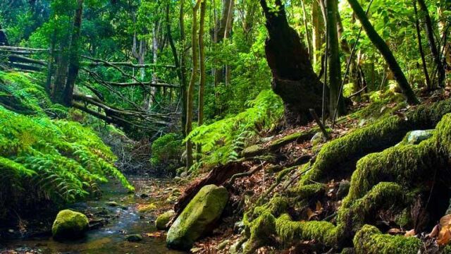 Parque Nacional Garajonay