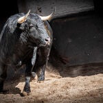 Estos son los imponentes toros de Valdefresno para la tarde de hoy en Las Ventas