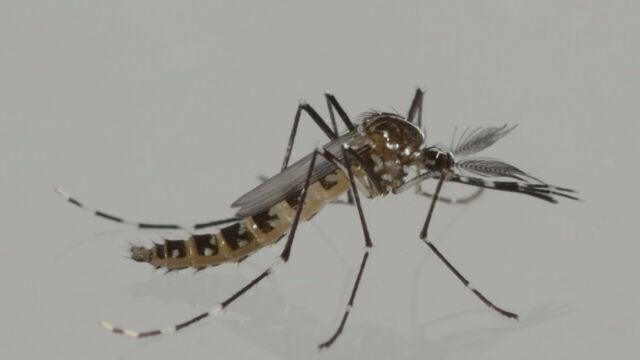 El dengue aumenta en la Comunidad: 76 casos en lo que va de año, el doble respecto a 2023