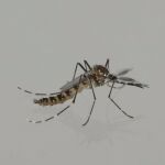 El dengue aumenta en la Comunidad: 76 casos en lo que va de año, el doble respecto a 2023