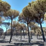 Unas 10.000 hectáreas calcinadas es el nefasto balance del incendio ocurrido en Doñana en 2017