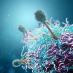 Los primeros “fagos” españoles eficaces para bacterias multirresistentes 