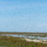 Preocupación en Huelva por la proliferación de mosquitos