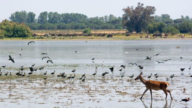 La marisma de Doñana ha acogido este año su peor invernada