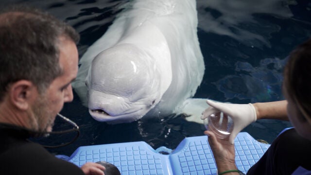 Plombir, una de las belugas del Oceanogràfic durante una sesión veterinaria