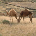 Camello de Canarias