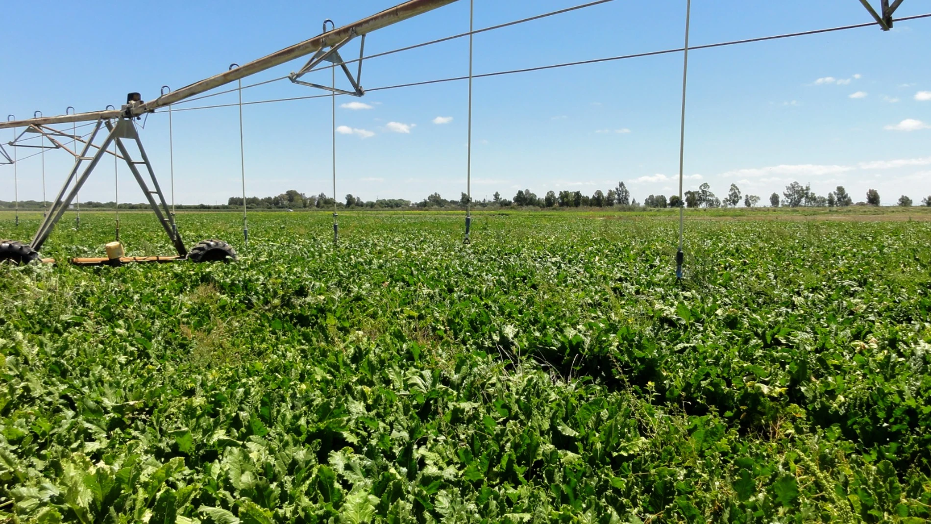 La Junta concede ayudas por 19,8 M€ para la modernización de explotaciones agrarias