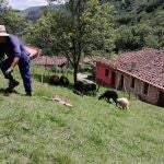 Rural.- Asturias Ganadera denuncia nuevos ataques del lobo a ovejas en Mieres